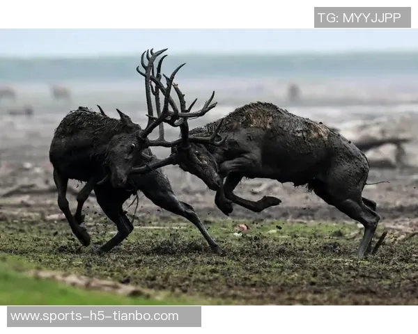 记者分析无字鹿获胜背后的深远意义彰显雄鹿实力不容忽视